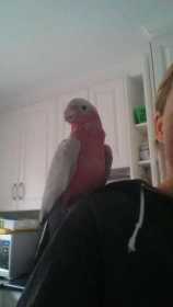 Lost Galah Cockatoo