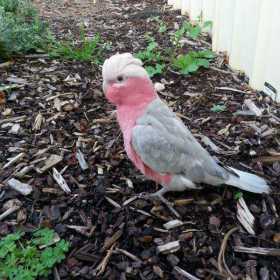 Lost Galah Cockatoo