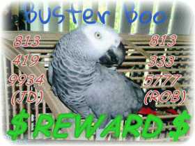 Lost African Grey