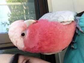 Lost Galah Cockatoo