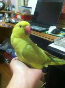 Lost Indian Ringneck Parakeet