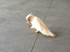 Lost Corella Cockatoo