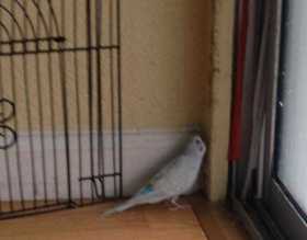 Lost Parakeet