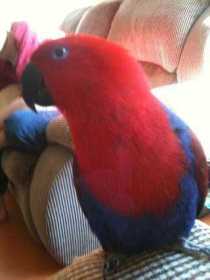 Lost Eclectus