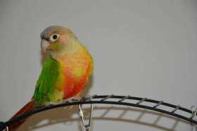 Lost Conure