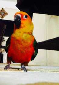 Lost Conure