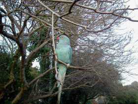 Lost Indian Ringneck Parakeet