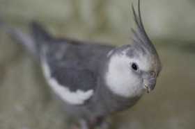 Lost Cockatiel