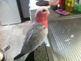 Lost Galah Cockatoo