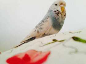 Lost Budgerigar