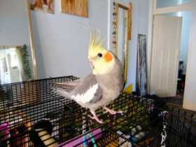 Lost Cockatiel