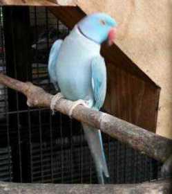 Lost Indian Ringneck Parakeet