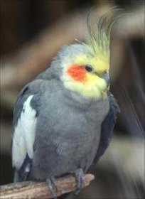 Lost Cockatiel