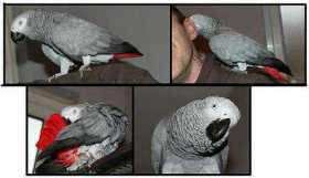 Lost African Grey