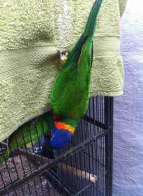 Lost Lory / Lorikeet