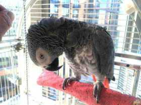 Lost African Grey