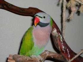 Lost Mustached / Moustached Parakeet