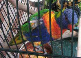 Lost Lory / Lorikeet