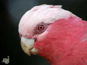 Lost Galah Cockatoo