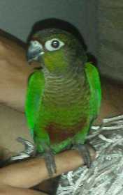 Lost Conure