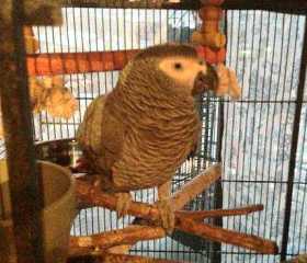 Lost African Grey