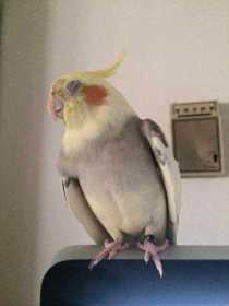 Lost Cockatiel