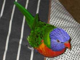 Lost Lory / Lorikeet