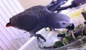 Lost African Grey