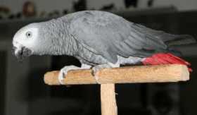 Lost African Grey