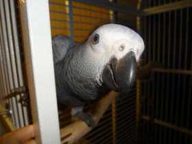 Lost African Grey