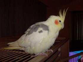 Lost Cockatiel