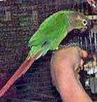 Lost Conure