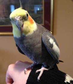 Lost Cockatiel