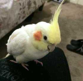 Lost Cockatiel