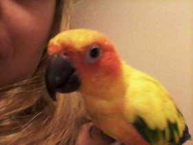 Lost Conure