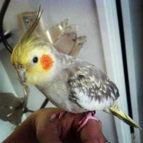 Lost Cockatiel