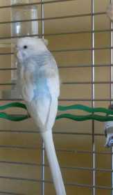 Lost Budgerigar