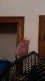 Lost Galah Cockatoo