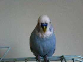 Lost Budgerigar