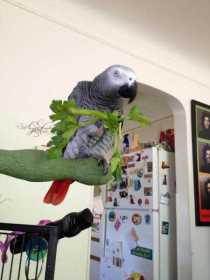 Lost African Grey