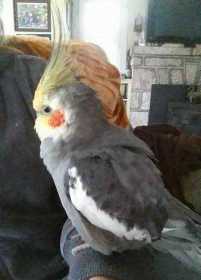 Lost Cockatiel