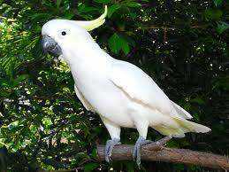 Lost Cockatoo