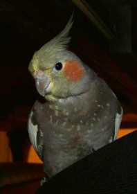 Lost Cockatiel