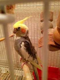 Lost Cockatiel