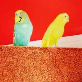 Lost Budgerigar