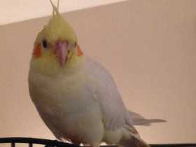 Lost Cockatiel