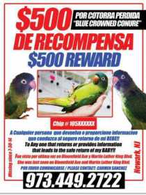 Lost Conure