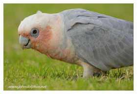 Lost Cockatoo