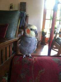 Lost Cockatiel