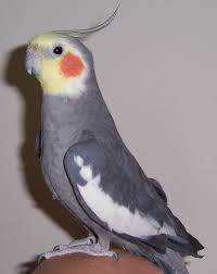 Lost Cockatiel